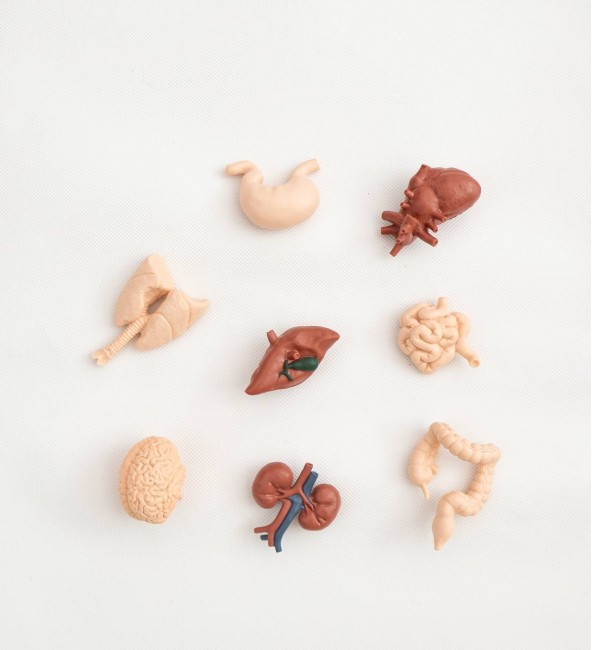 Safari Ltd - Human Organs TOOB®